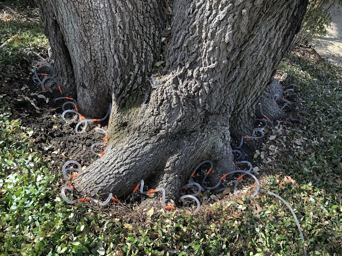 Detailed Tree Cabling and Bracing job site in Oquossoc