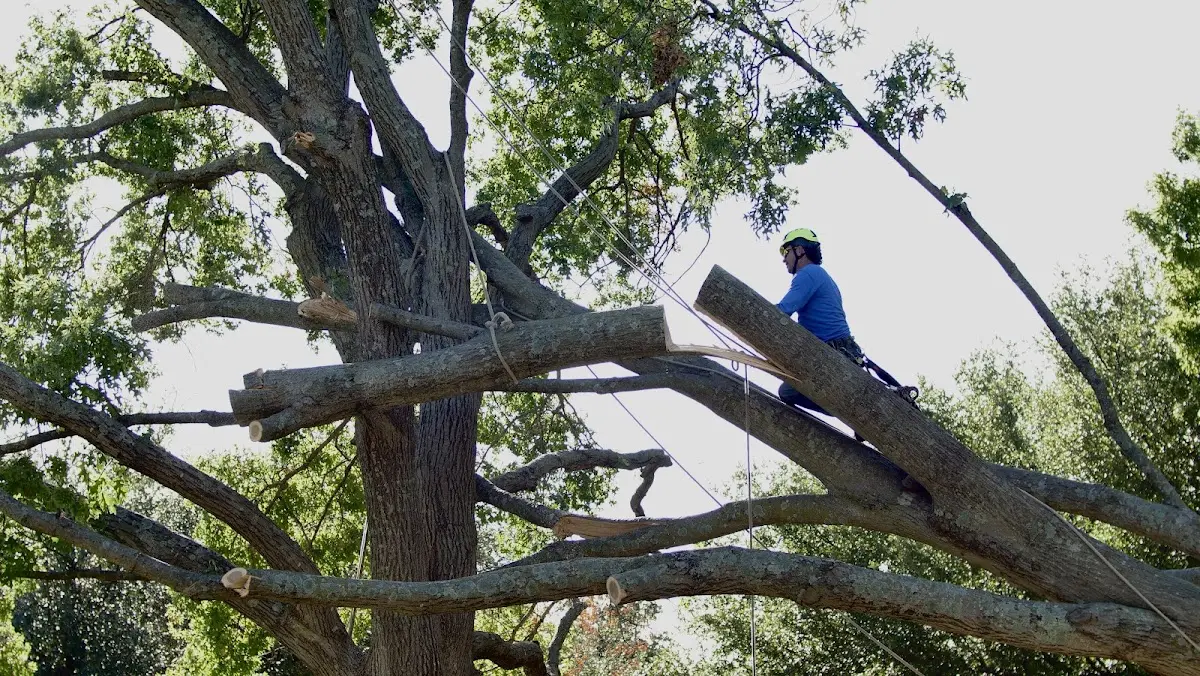 Professional Hazardous Tree Removal performed by certified arborists in Oquossoc