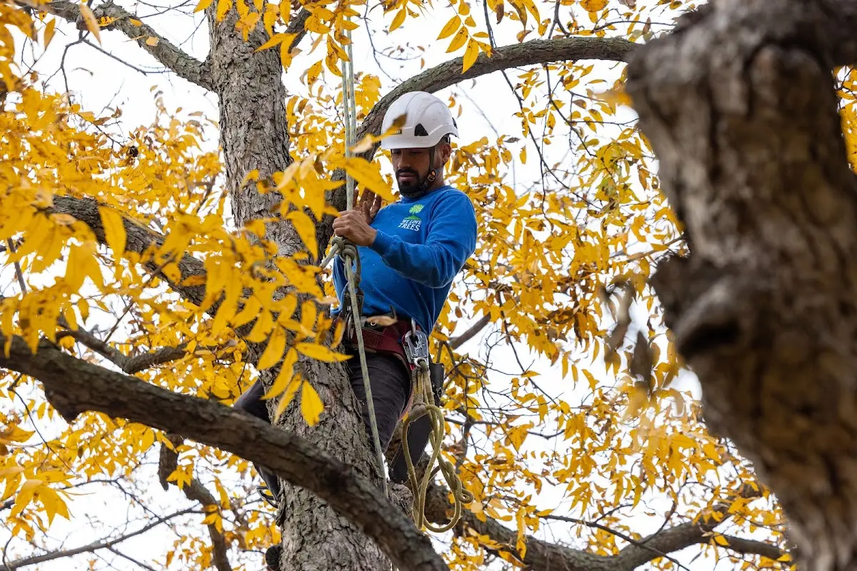 Skilled Tree Transplanting crew working in Oquossoc